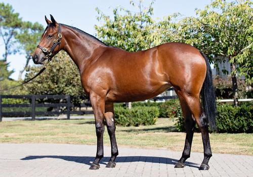 image of I Am Invincible x Refreshing
