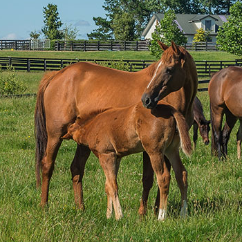 Image for Mares & Foals