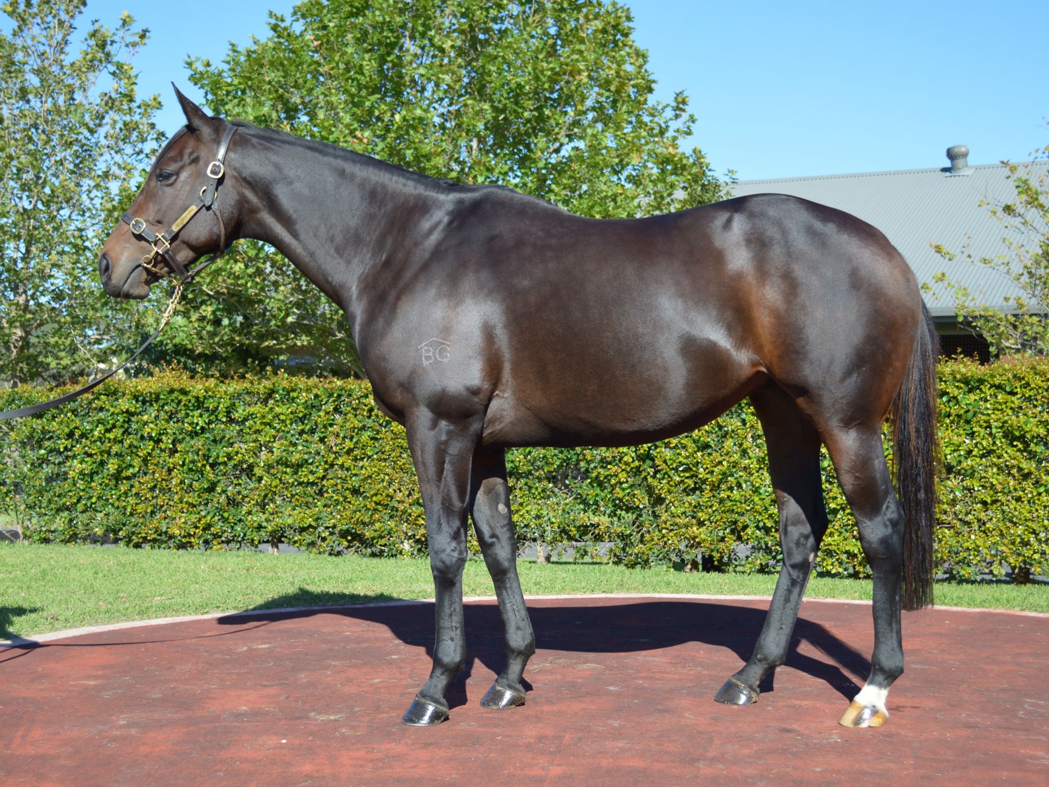 NZ Oaks winner SAVARIA, a notable addition to the Jamieson Park broodmare band.NZ Oaks winner SAVARIA (Savabeel ) was purchased by Jamieson Park at the 2018 Inglis Chairman's Sale. The highest rated 3yo filly of her year, a winner of three Group races and carrying an early cover to Exceed And Excel, she will remain in Australia this season where she visits I AM INVINCIBLE.