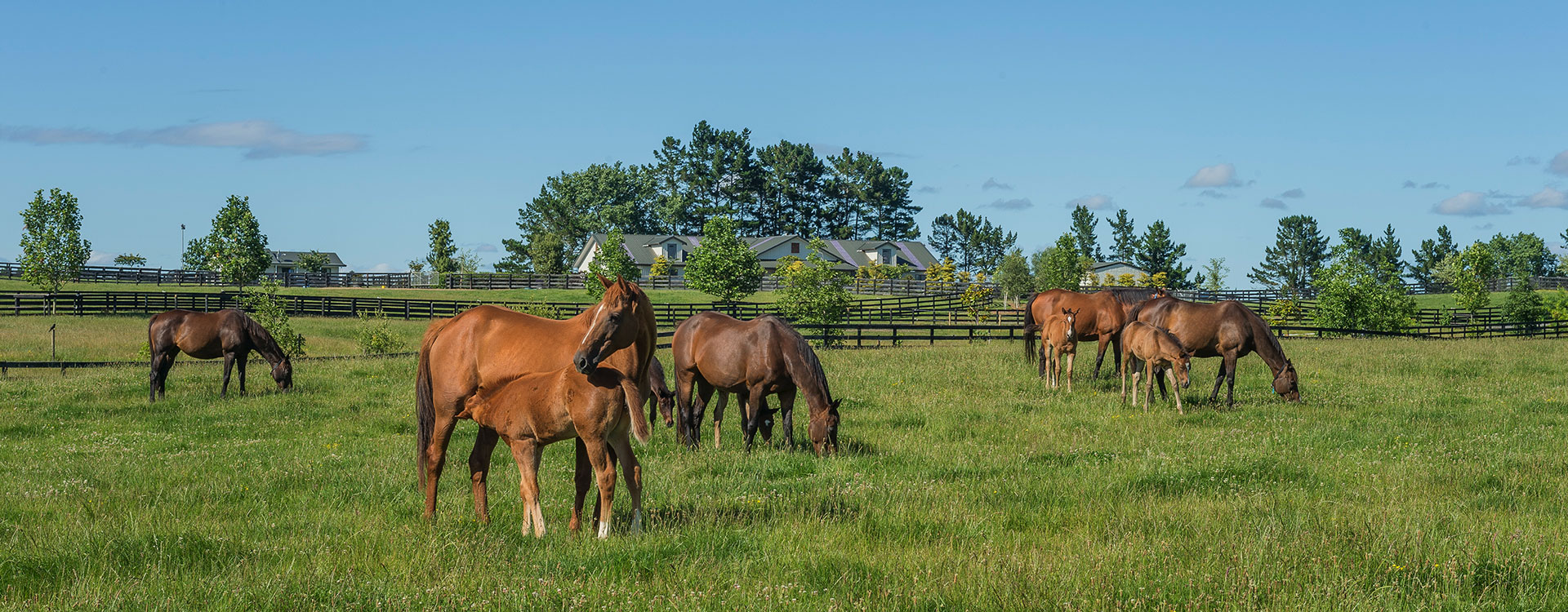 Jamieson Park - A property to be proud of!